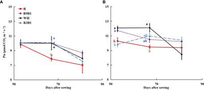 Effect of red and blue light versus white light on fruit biomass radiation-use efficiency in dwarf tomatoes